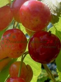 Пладовыя дрэвы фруктовыя саджанцы хмызнякі гандляра, раздробны продаж раслін Польшча