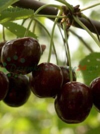 Плодові дерева фруктові саджанці чагарники оптова роздрібна торгівля рослин Польща