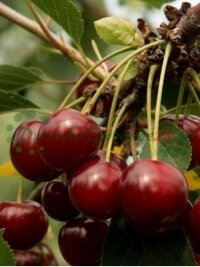 Плодові дерева фруктові саджанці чагарники оптова роздрібна торгівля рослин Польща