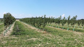 Плодовые деревья фруктовые саженцы кустарники оптовая розничная продажа растений Польша