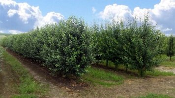 Плодовые деревья фруктовые саженцы кустарники оптовая розничная продажа растений Польша